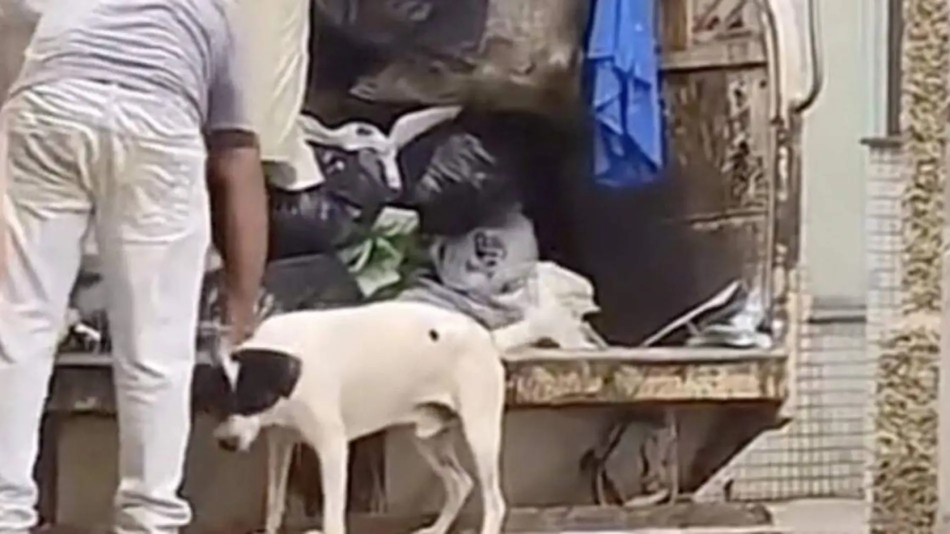 Perrito que sabe sacar la basura se hace viral en redes